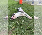 Small #4 American Staffordshire Terrier