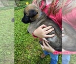 Small #1 Malinois