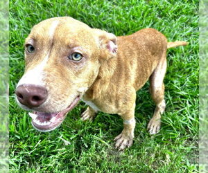 Mutt Dogs for adoption in Grovetown, GA, USA