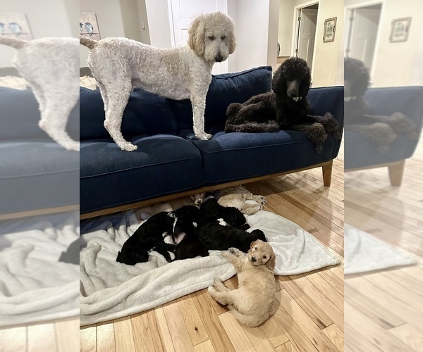 Medium Photo #1 Poodle (Standard) Puppy For Sale in SCHENECTADY, NY, USA