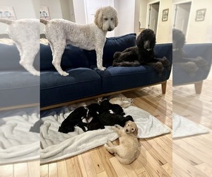 Poodle (Standard) Litter for sale in SCHENECTADY, NY, USA