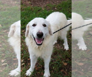 Howie - Male Great Pyrenees Dog for Adoption - Photo #13