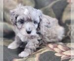 Puppy 4 Aussiedoodle Miniature 