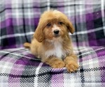 Small Photo #8 Cava-Tzu-Poodle (Miniature) Mix Puppy For Sale in LAKELAND, FL, USA