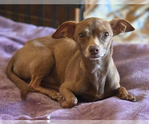 Medium Photo #1 Chihuahua Puppy For Sale in La Verne, CA, USA
