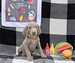 Small #1 Weimaraner