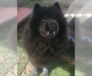 Leo (Chow) - Male Chow Chow Dog for Adoption - Photo #5