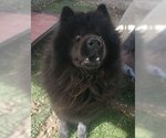 Small Photo #6 Chow Chow Puppy For Sale in Ventura, CA, USA