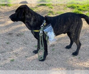 Boxador Dogs for adoption in Houston, TX, USA