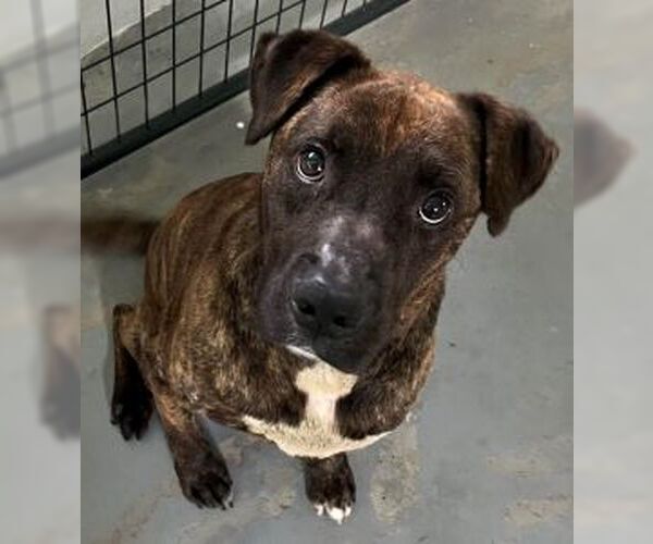 Medium Photo #5 Mutt Puppy For Sale in Sistersville, WV, USA