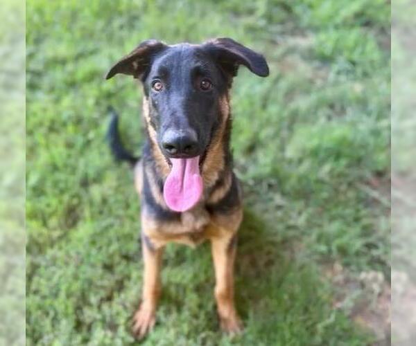 Medium Photo #2 German Shepherd Dog Puppy For Sale in Riverside, CA, USA