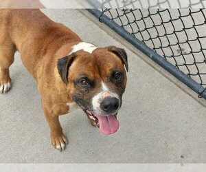 Mutt Dogs for adoption in Tulsa, OK, USA