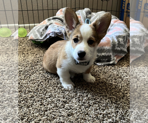 Pembroke Welsh Corgi Puppy for sale in UPLAND, CA, USA