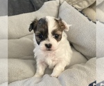 Small Photo #6 Zuchon Puppy For Sale in CENTRAL SQUARE, NY, USA