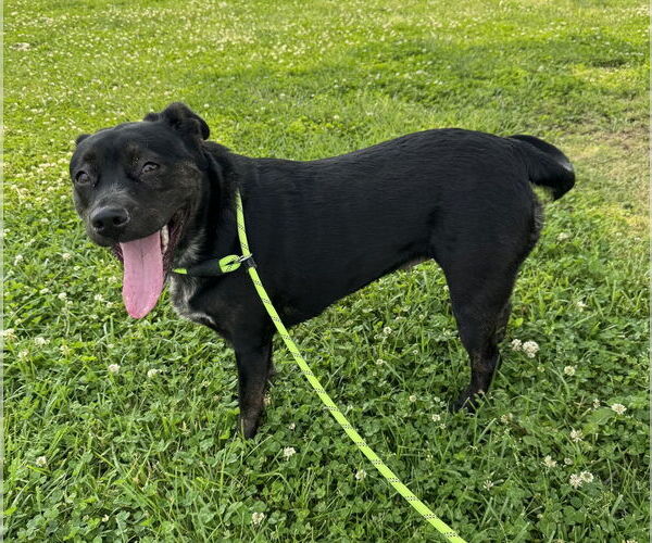 Medium Photo #6 Labrador Retriever Puppy For Sale in Evansville, IN, USA