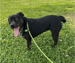 Small #5 Labrador Retriever
