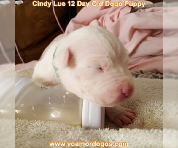 Medium Photo #31 Dogo Argentino Puppy For Sale in PINEVILLE, MO, USA