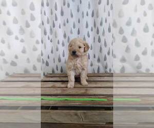 Goldendoodle Puppy for sale in ATHENS, WI, USA