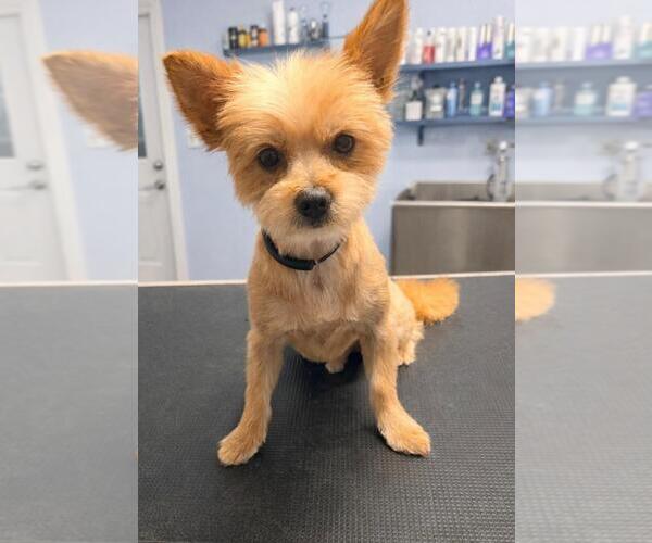 Medium Photo #1 Pomeranian-Unknown Mix Puppy For Sale in San Antonio, TX, USA