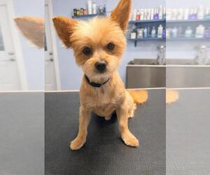 Pomeranian-Unknown Mix Dogs for adoption in San Antonio, TX, USA