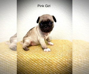 Pug Puppy for sale in LEANDER, TX, USA