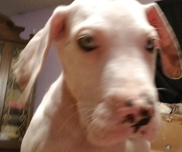 Medium Photo #3 Great Dane Puppy For Sale in DAYTON, PA, USA