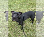 Small #1 Mutt
