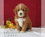 Small #3 Goldendoodle (Miniature)