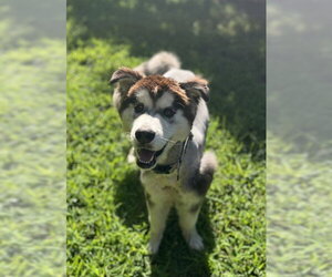 Alaskan Malamute Dogs for adoption in Newton, NC, USA
