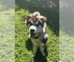 Small Alaskan Malamute