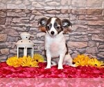 Small Photo #71 Chihuahua Puppy For Sale in CHARLESTON, AR, USA