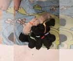 Small #14 Labrador Retriever