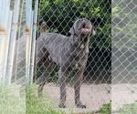 Small Photo #1 Cane Corso Puppy For Sale in INTERLACHEN, FL, USA