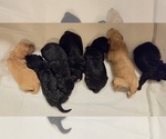 Small #4 Labradoodle