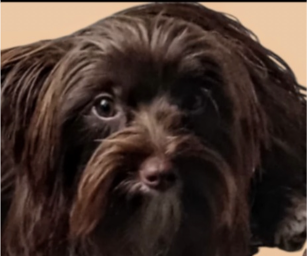 Medium Photo #1 Yorkshire Terrier Puppy For Sale in FORT WORTH, TX, USA