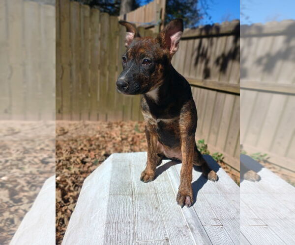 Medium Photo #7 Labrador Retriever-Unknown Mix Puppy For Sale in The Woodlands, TX, USA