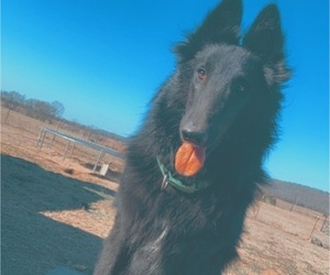 Belgian Sheepdog-Unknown Mix Puppy for sale in EUFAULA, OK, USA