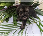 Small Photo #13 Schnauzer (Miniature) Puppy For Sale in FORT PIERCE, FL, USA