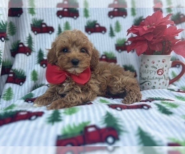 Medium Photo #10 Cock-A-Poo Puppy For Sale in LAKELAND, FL, USA