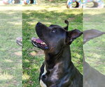 Small #1 American Bulldog