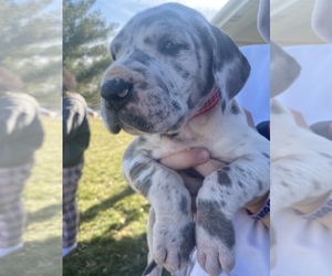 Great Dane Puppy for sale in MOUNT OLIVE, IL, USA