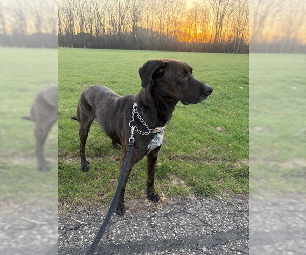 Medium Photo #4 Labrador Retriever-Plott Hound Mix Puppy For Sale in Brooklyn Center, MN, USA