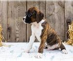 Small #8 Boxer