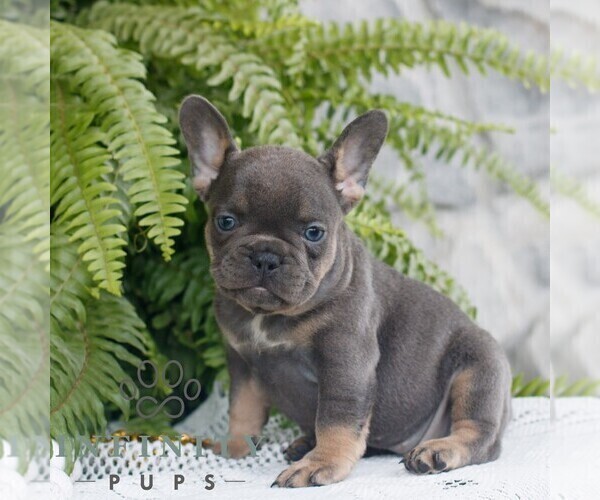 Medium Photo #2 French Bulldog Puppy For Sale in NARVON, PA, USA