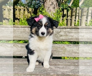 Jack Russell Terrier Puppy for sale in INDIANAPOLIS, IN, USA