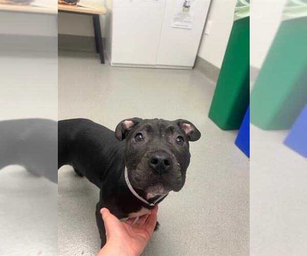 Medium Photo #1 Mutt Puppy For Sale in San Francisco, CA, USA