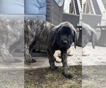 Puppy Hunter Mastiff
