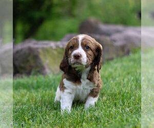 English Springer Spaniel Puppy for sale in DENVER, PA, USA