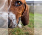 Small #3 Basset Hound