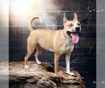 Small Photo #3 Labrador Retriever-Staffordshire Bull Terrier Mix Puppy For Sale in Missouri City, TX, USA